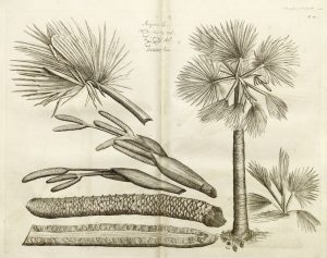 Hortus Malabaricus