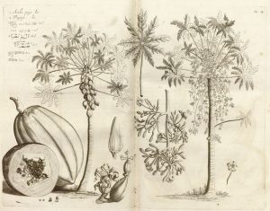 Hortus Malabaricus